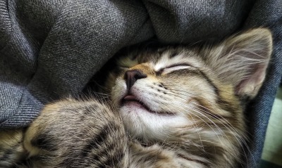 котенок, спит