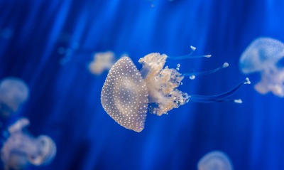 медуза глубина океан под водой