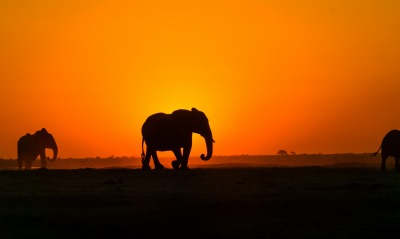 слоны, закат
