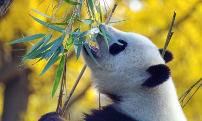 панда листья ветка