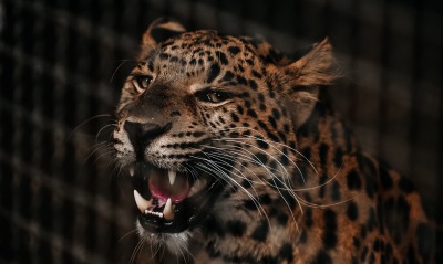 леопард оскал зубы пасть усы