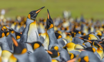 пингвины, стая