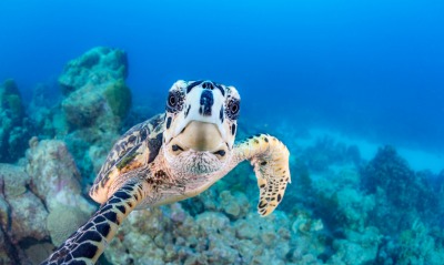 черепаха, под водой