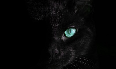 кот, черный