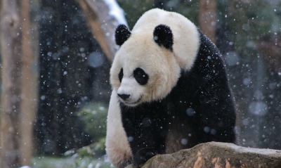 панда, снег
