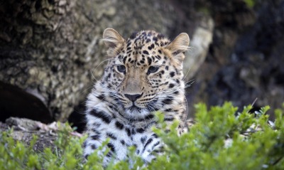 леопард хищник дерево растительность