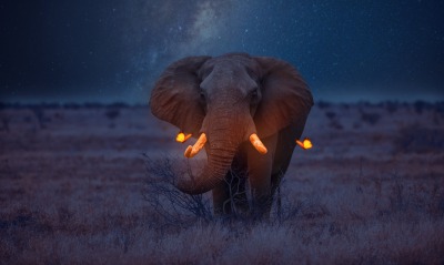 слон, фентези