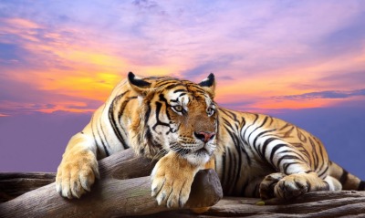 полосатый, тигр