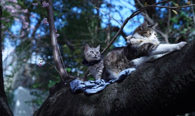 кошки, дерево