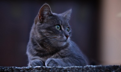 кот серый мордочка взгляд