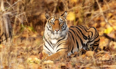 тигр лежит хищник сухая трава