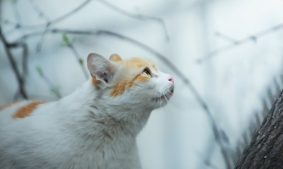 кот, белый