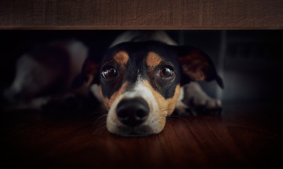 собака, под кроватью