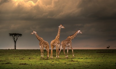 жирафы парк сумерки