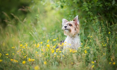 собака, цветочная поляна
