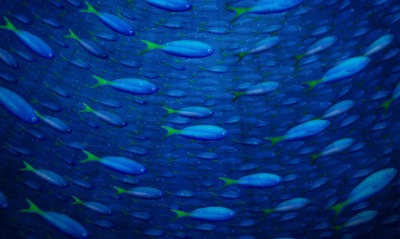 рыбы в море под водой