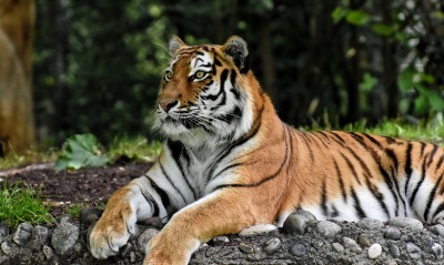 тигр в лесу хищник