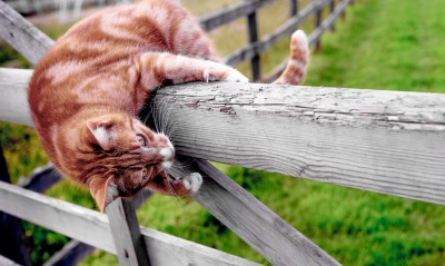 кошка рыжая на заборе