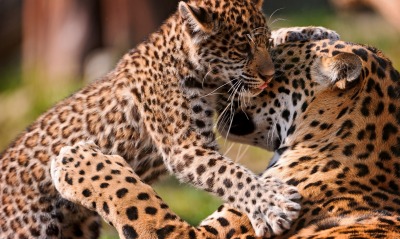 леопард котенок