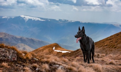 австралийский келпи собака черная в горах