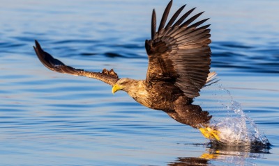 орлан белохвост ястреб полет над водой