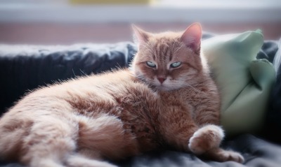 кошка, на диване