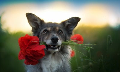 собака цветы букет