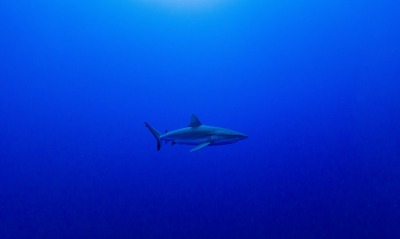 акула минимализм океан