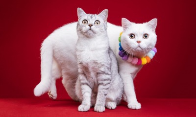 кошка кот пара красный фон