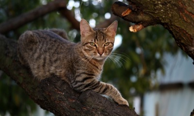 кошка, на дереве
