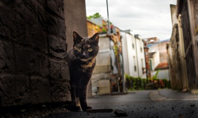 кот, улица