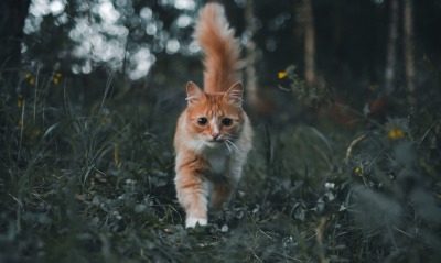 кошка в лесу хвост