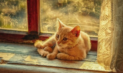 котенок рыжий окно старый дом