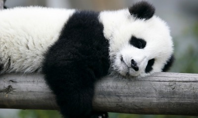 панда, спит