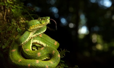 змея в лесу крупный план