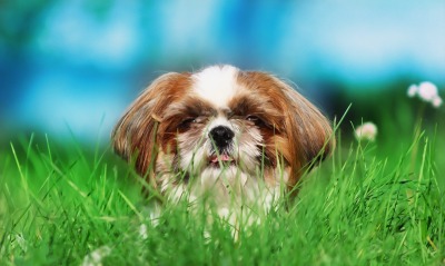 собака в траве