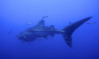 акула под водой океан