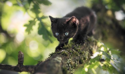 черный кот на дереве крадется