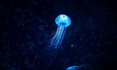 медуза, неон