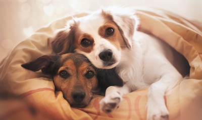 собаки, в одеяле