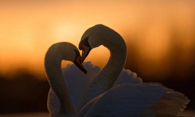 лебеди на закате любовь