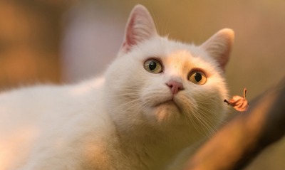 кот белый взгляд