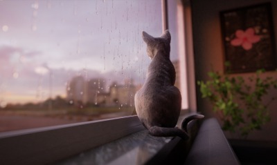 кот окно дождь