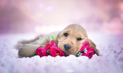 собака щенок милый цветы лежит на ковре