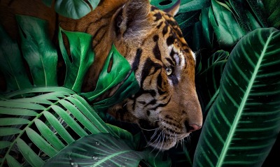 тигр джунгли листья голова