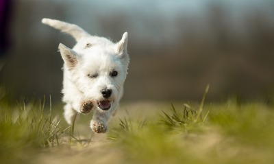 собака белый пес бежит