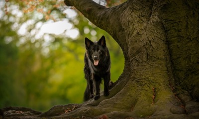 собака черный пес дерево
