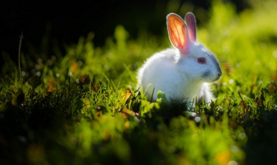 кролик лужайка трава
