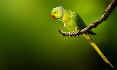 попугай ветка зеленый
