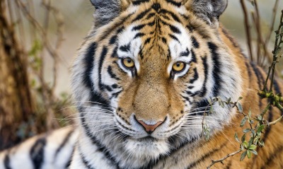 тигр хищник морда крупный план